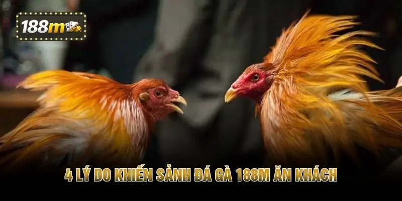 4 lý do khiến sảnh đá gà 188M ăn khách