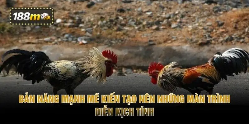 Bản năng mạnh mẽ kiến tạo nên những màn trình diễn kịch tính