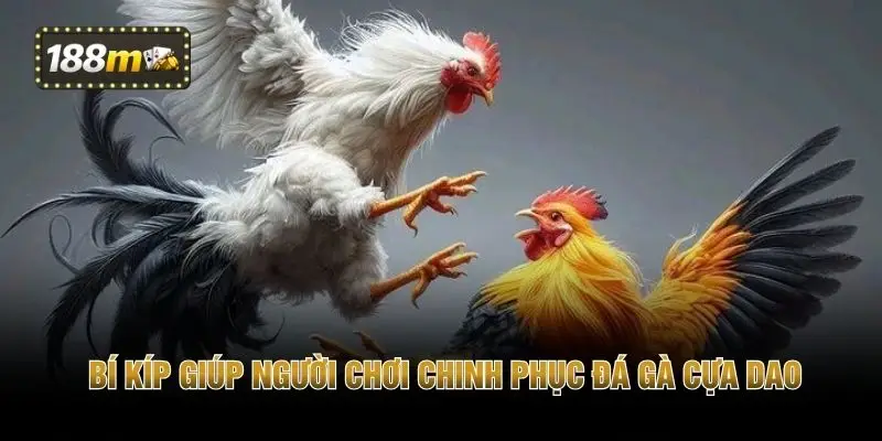 Bí kíp giúp người chơi chinh phục đá gà cựa dao