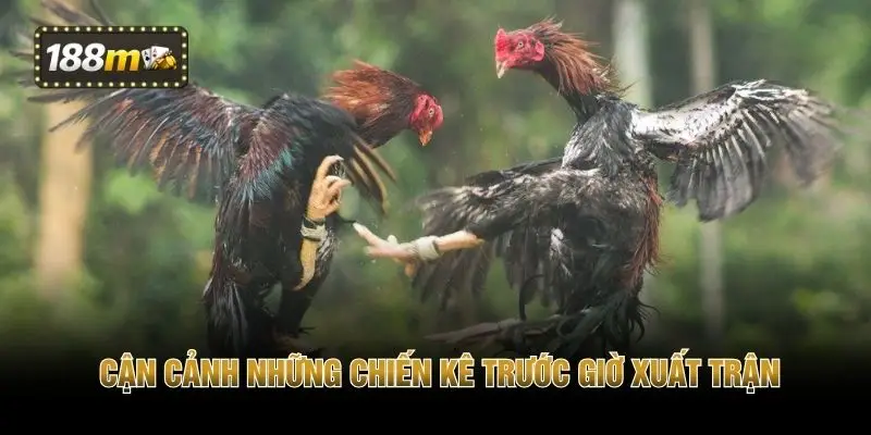 Cận cảnh những chiến kê trước giờ xuất trận