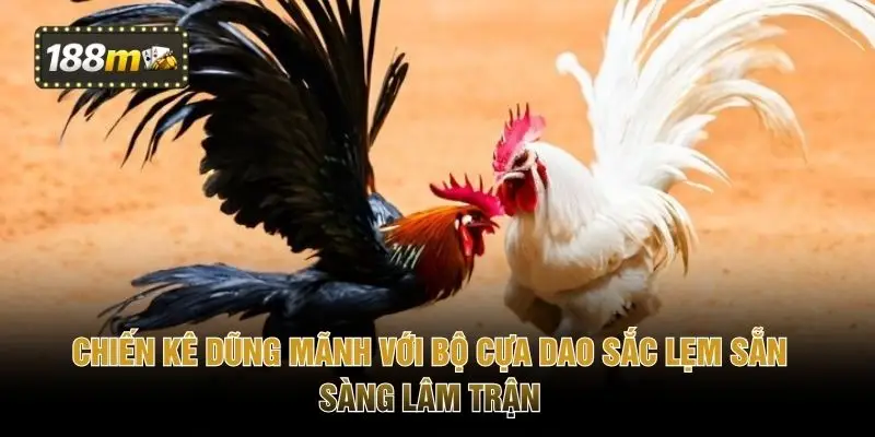 Chiến kê dũng mãnh với bộ cựa dao sắc lẹm sẵn sàng lâm trận