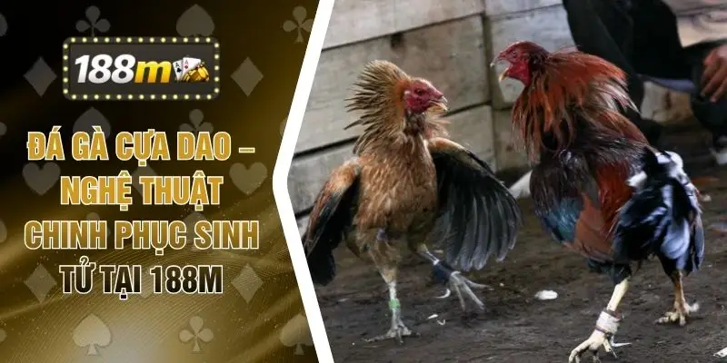 Đá Gà Cựa Dao – Nghệ Thuật Chinh Phục Sinh Tử Tại 188M