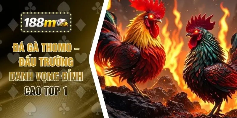 Đá Gà Thomo – Đấu Trường Danh Vọng Đỉnh Cao Top 1
