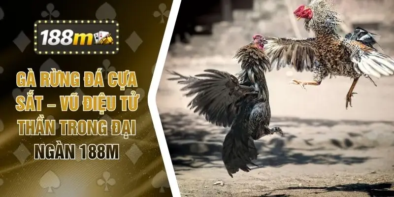 Gà Rừng Đá Cựa Sắt – Vũ Điệu Tử Thần Trong Đại Ngàn 188M