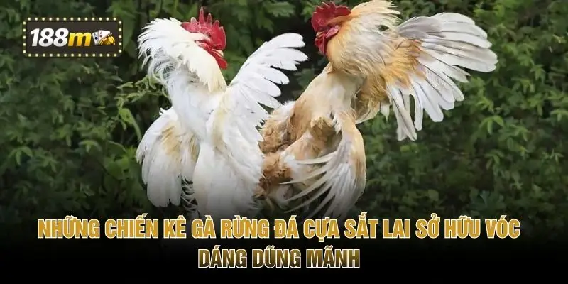 Những chiến kê gà rừng đá cựa sắt lai sở hữu vóc dáng dũng mãnh