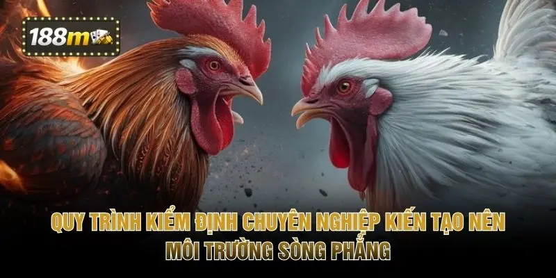 Quy trình kiểm định chuyên nghiệp kiến tạo nên môi trường sòng phẳng