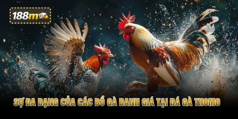 Sự đa dạng của các bồ gà danh giá tại đá gà Thomo